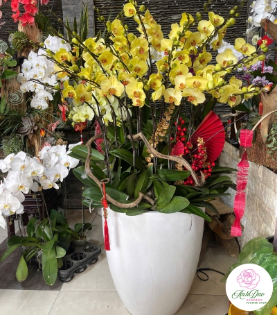 Hoa Lan Hồ Điệp Chúc Mừng NU229