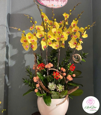 Lan Hồ Điệp Vàng Chúc Mừng NU88