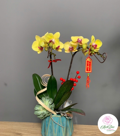 Hoa Lan Hồ Điệp Mẫu Mới