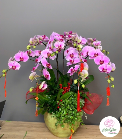 Lan Hồ Điệp Tím Chúc Mừng NU09