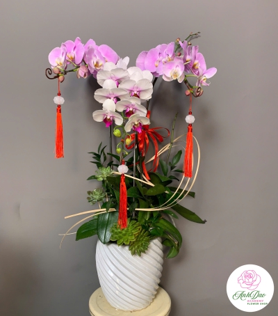 Lan Hồ Điệp Tím Chúc Mừng NU80