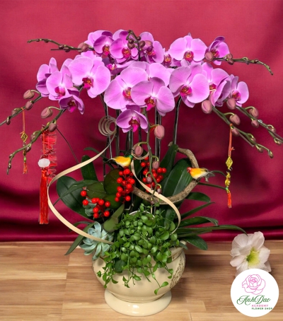 Lan Hồ Điệp Tím Chúc Mừng NU00