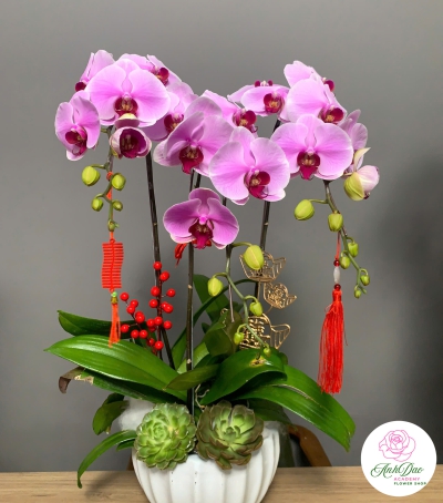 Lan Hồ Điệp Tím Chúc Mừng NU21