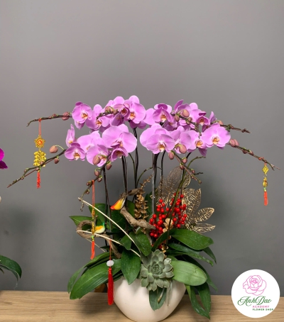 Hoa Lan Hồ Điệp Tím Chúc Mừng