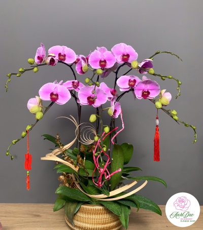 Hoa Lan Hồ Điệp Tím Chúc Mừng 008