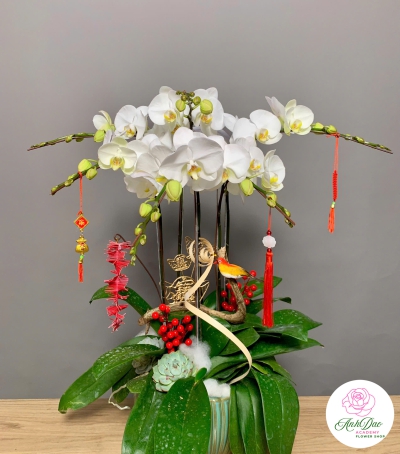 Hoa Lan Hồ Điệp Trắng Chúc Mừng