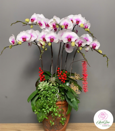 Lan Hồ Điệp Vàng Chúc Mừng NU88