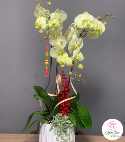 Hoa Lan Hồ Điệp Chúc Mừng NU9