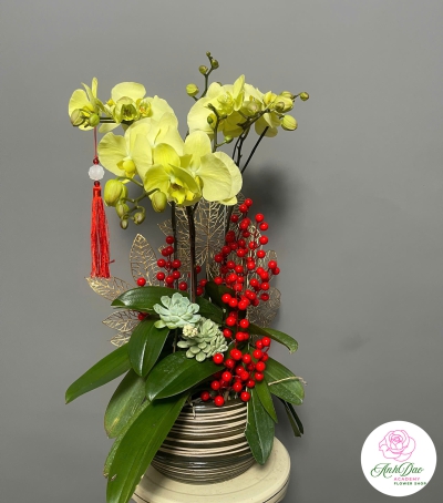 Lan Hồ Điệp Vàng Chúc Mừng 76