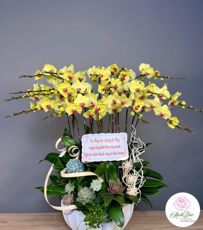 Lan Hồ Điệp Vàng Chúc Mừng 79