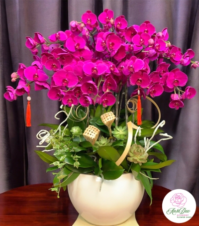 Lan Hồ Điệp Tím Chúc Mừng 74