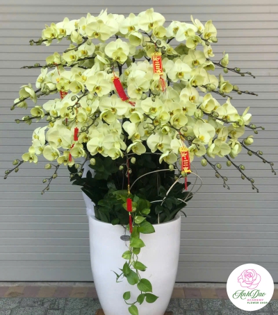 Lan Hồ Điệp Vàng Chúc Mừng 71