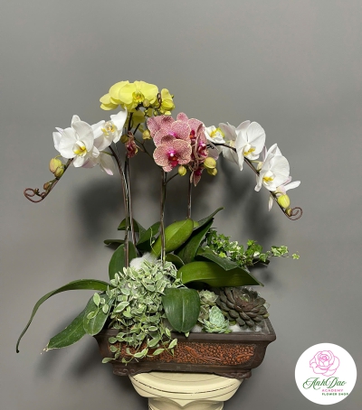 Lan Hồ Điệp Phối Chúc Mừng 23