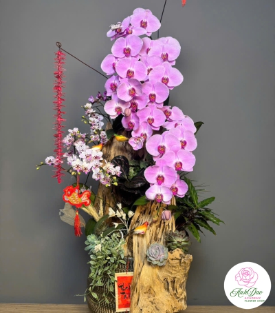 Lan Hồ Điệp Tím Siêu Xinh 