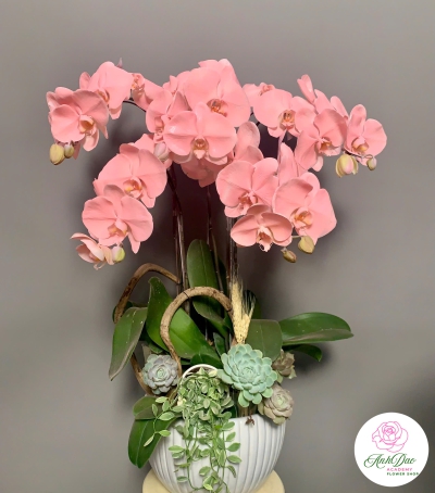 Hoa Lan Hồ Điệp Mẫu Mới Màu Xinh