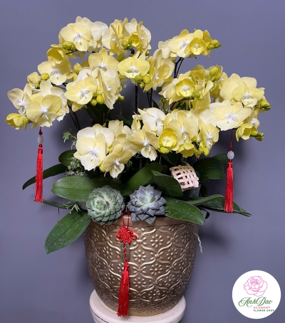 Lan Hồ Điệp Vàng Chúc Mừng 31