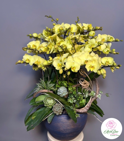 Lan Hồ Điệp Vàng Chúc Mừng 45