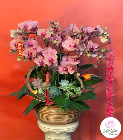 Lan Hồ Điệp Phối Sen Đá Chúc Mừng