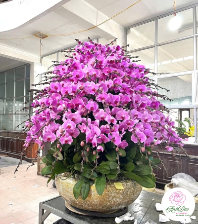 Lan Hồ Điệp Tím Chúc Mừng N109