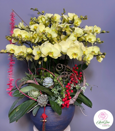 Chậu Hoa Lan Hồ Điệp Vàng - Sự Thịnh Vượng & May Mắn (NU87)