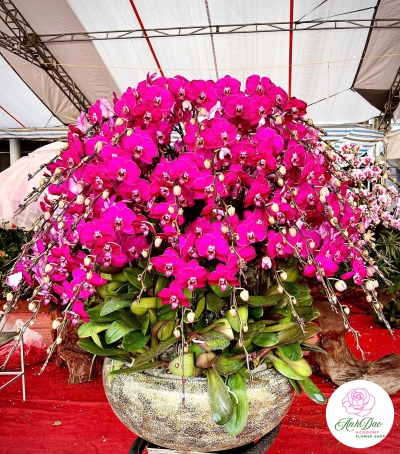 Lan Hồ Điệp Tím Chúc Mừng N09