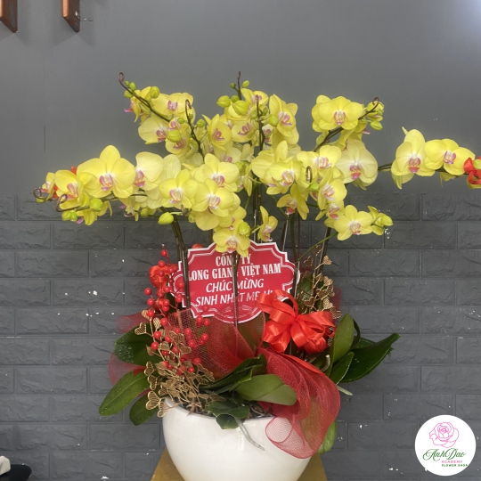 Chậu Lan Hồ Điệp Vàng Chúc Mừng HCM-0004