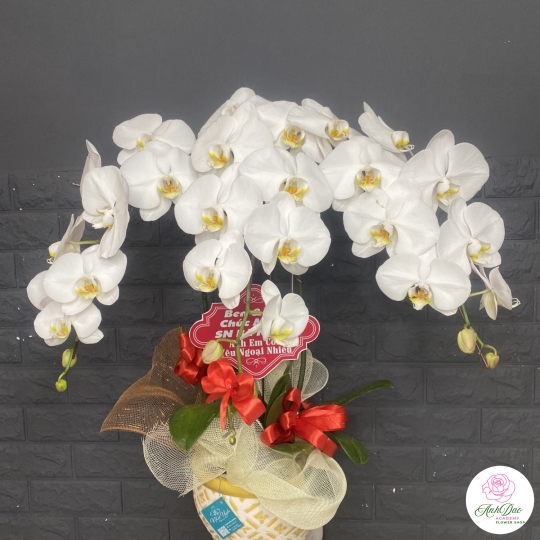 Chậu Lan Hồ Điệp Trắng Chúc Mừng HCM-0003