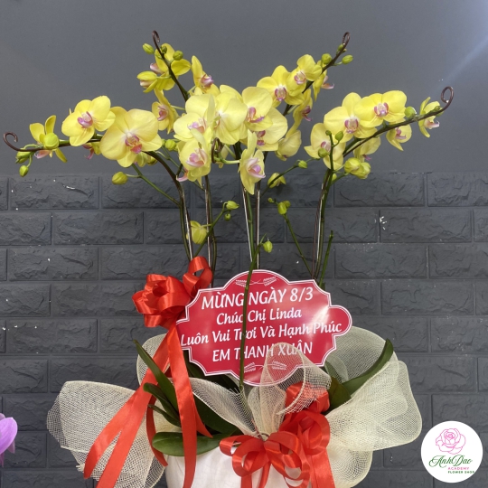 Chậu Lan Hồ Điệp Vàng Chúc Mừng HCM-0006