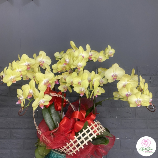 Chậu Lan Hồ Điệp Vàng Chúc Mừng HCM-0007