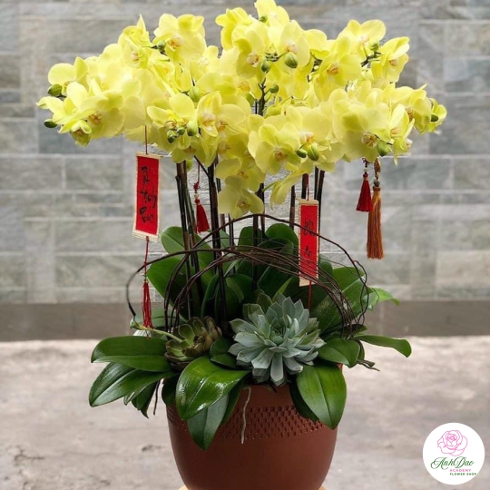 Chậu Lan Hồ Điệp Vàng Chúc Mừng HCM-0009