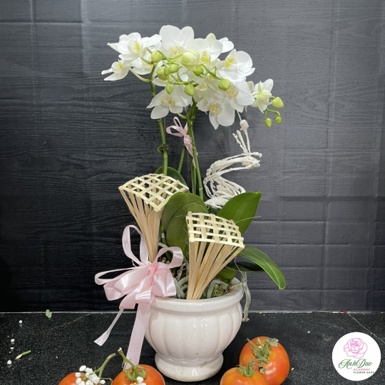 Chậu Lan Hồ Điệp Trắng Chúc Mừng HCM-0011