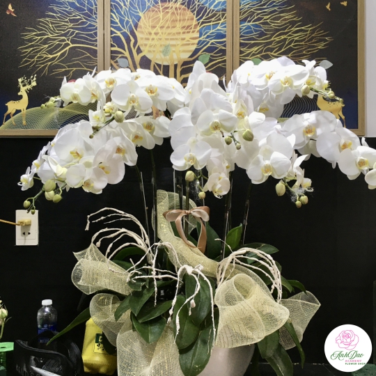 Chậu Lan Hồ Điệp Trắng Chúc Mừng HCM-0010