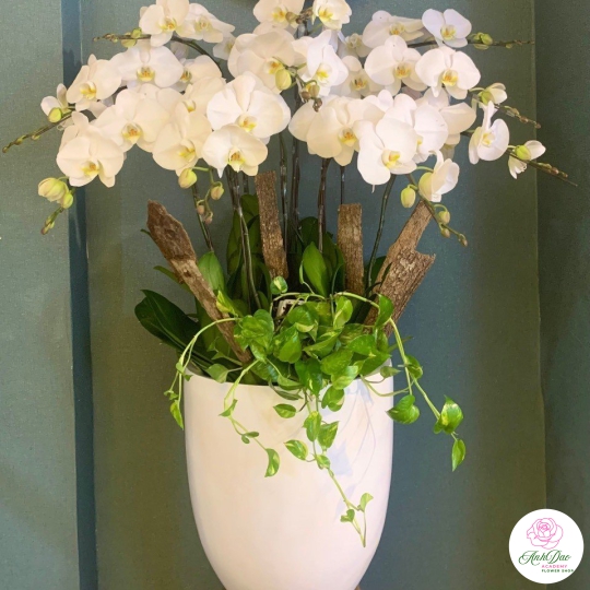 Chậu Lan Hồ Điệp Trắng Chúc Mừng HCM-0122