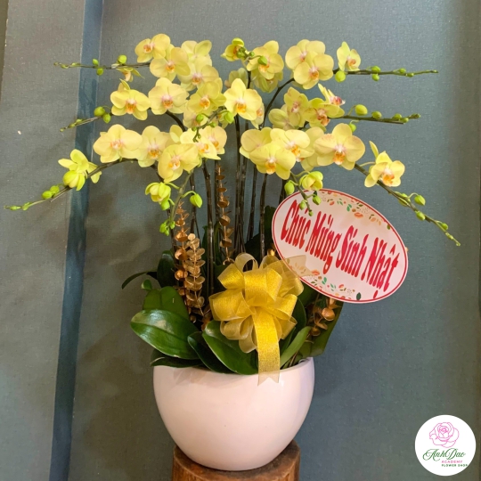 Chậu Lan Hồ Điệp Trắng Chúc Mừng HCM-1011