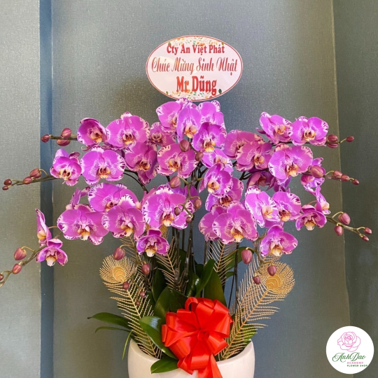 Chậu Lan Hồ Điệp Tím Chúc Mừng HCM-1018