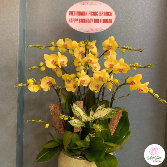 Chậu Lan Hồ Điệp Vàng Chúc Mừng HCM-1298