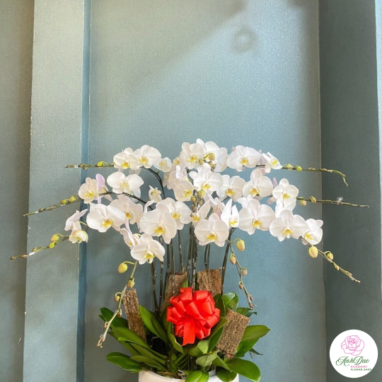 Chậu Lan Hồ Điệp Trắng Chúc Mừng HCM-2901