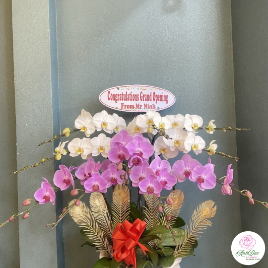 Chậu Lan Hồ Điệp Trắng - Tím Chúc Mừng HCM-3002