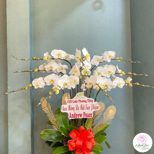 Chậu Lan Hồ Điệp Trắng Chúc Mừng HCM-2001