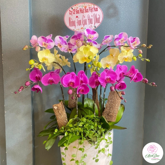Chậu Lan Hồ Điệp Chúc Mừng HCM-3011