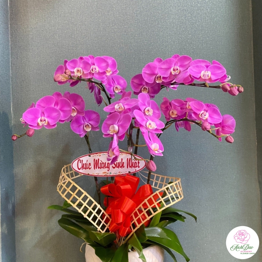 Chậu Lan Hồ Điệp Tím Chúc Mừng HCM-1986