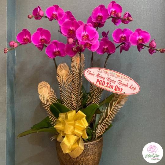 Chậu Lan Hồ Điệp Tím Chúc Mừng HCM-2311