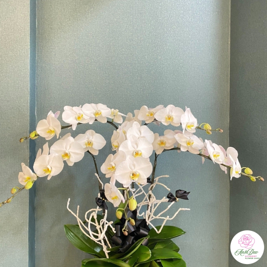 Chậu Lan Hồ Điệp Trắng Chúc Mừng HCM-0211