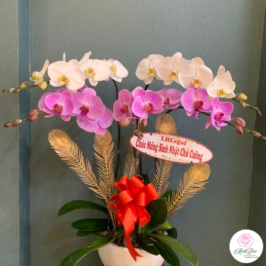 Chậu Lan Hồ Điệp Chúc Mừng HCM-0292