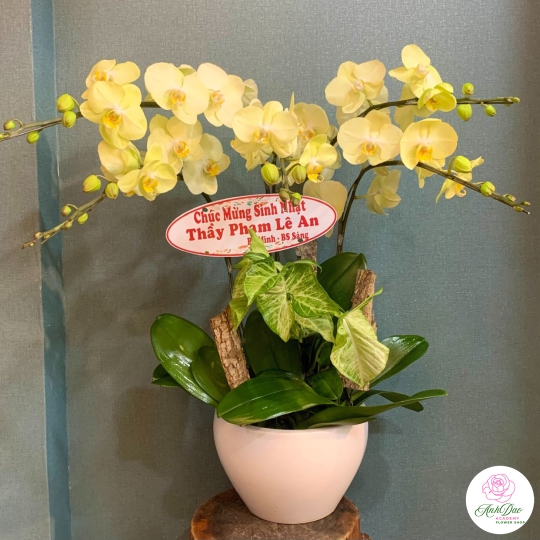 Chậu Lan Hồ Điệp Vàng Chúc Mừng HCM-1802