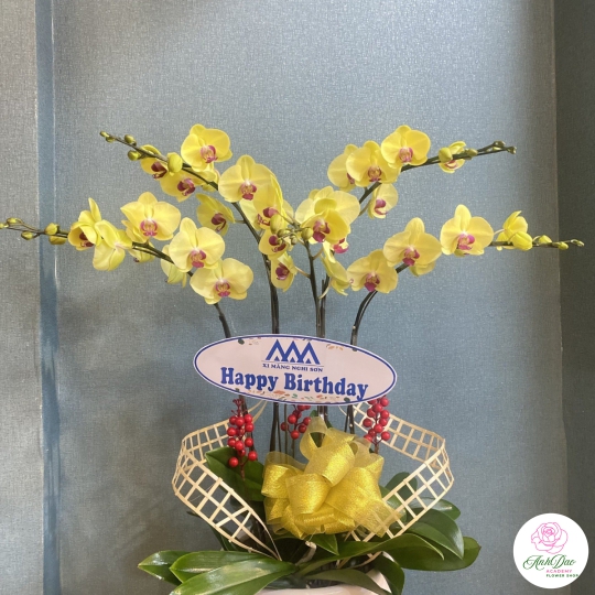 Chậu Lan Hồ Điệp Vàng Chúc Mừng HCM-0803