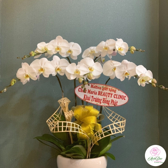 Chậu Lan Hồ Điệp Trắng Chúc Mừng HCM-0066