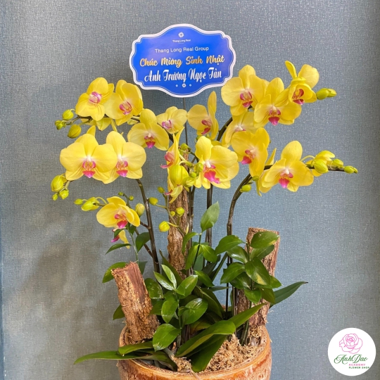 Chậu Lan Hồ Điệp Chúc Mừng HCM-0022