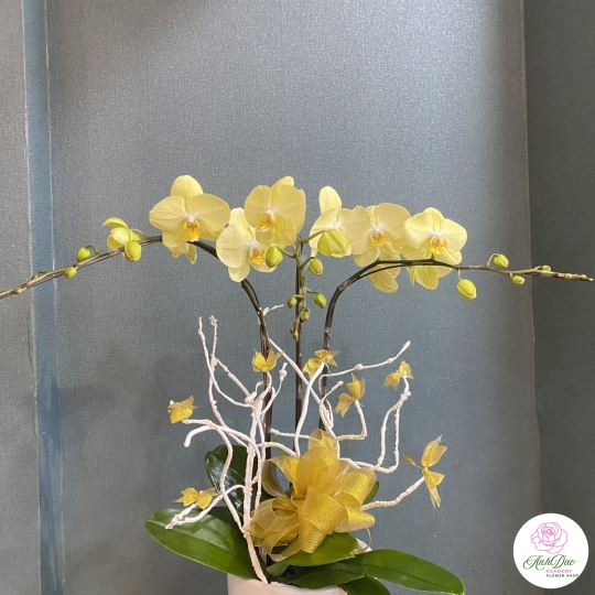 Chậu Lan Hồ Điệp Vàng Chúc Mừng HCM-0110