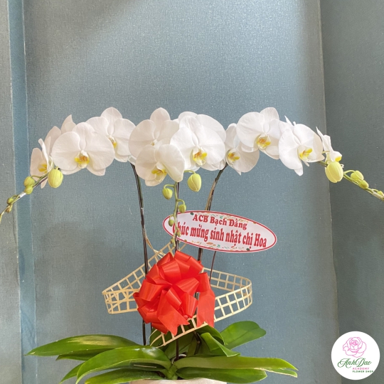 Chậu Lan Hồ Điệp Trắng Chúc Mừng HCM-0200